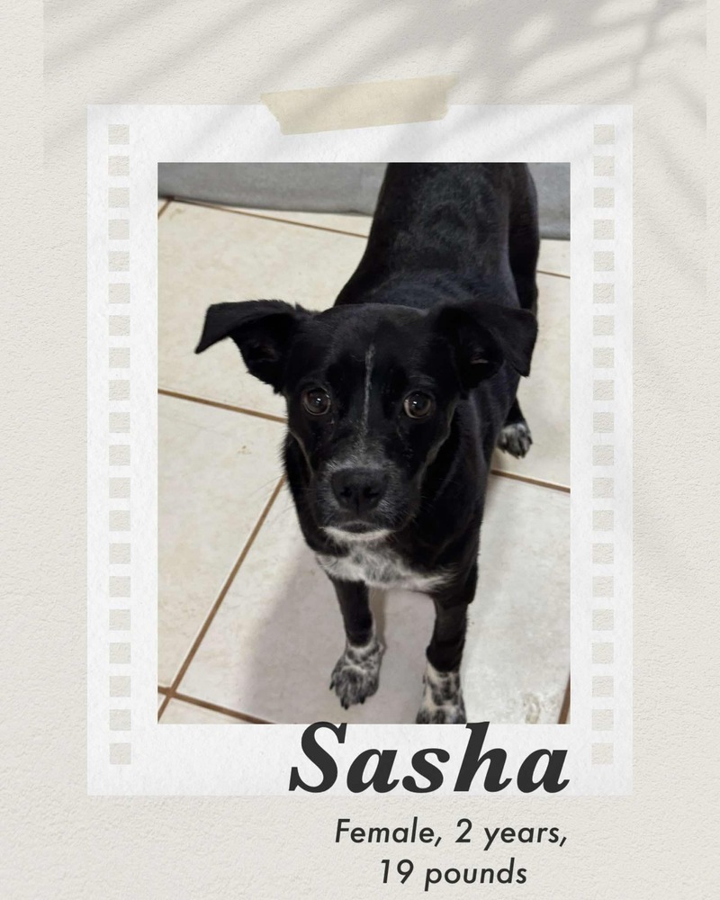 Sasha