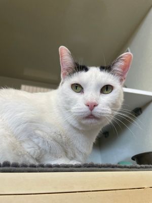Shimmer (Pink), Young Female Domestic Short Hair