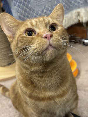 Taffy, Adult Female unknown