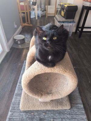 Glinda (the good witch), Adult Female Domestic Short Hair