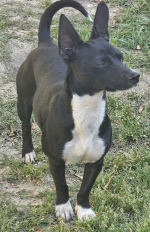 Lexy is a blackwhite Chihuahua female about 1year old She is fully vetted loving interactive and