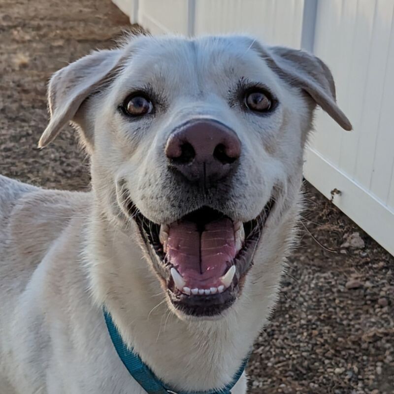 Glacier, an adoptable Great Pyrenees, Labrador Retriever in Yankton, SD, 57078 | Photo Image 1