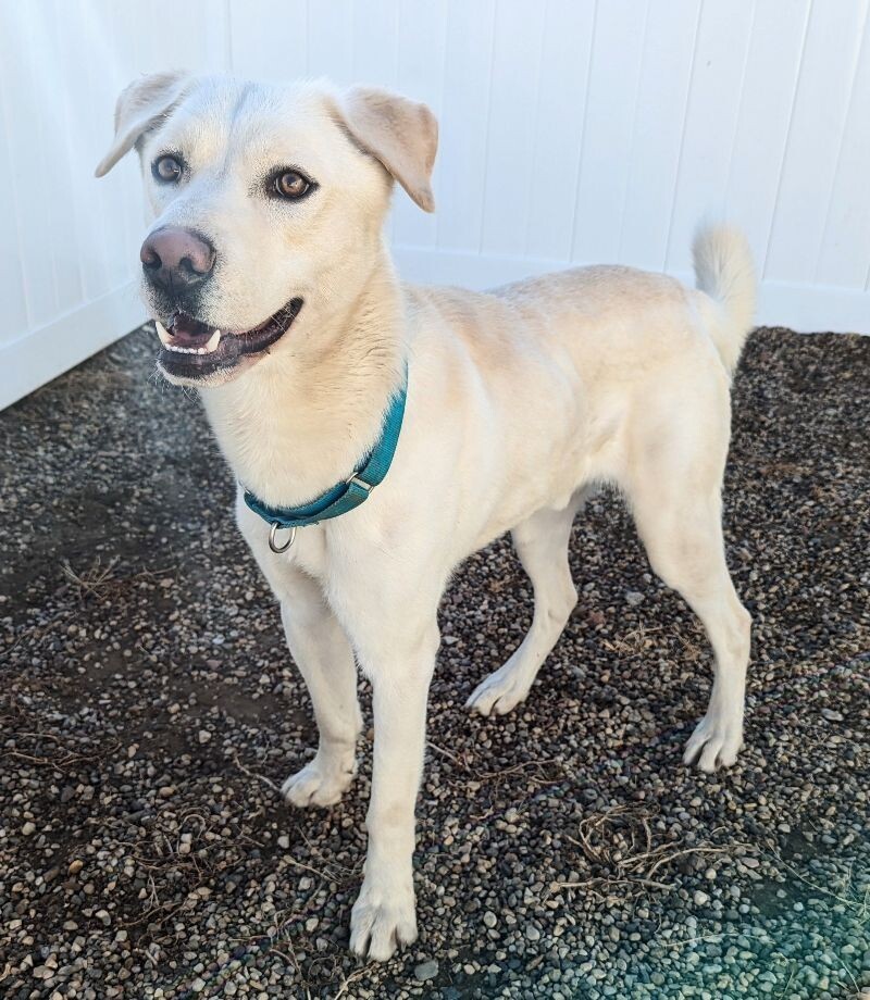 Glacier, an adoptable Great Pyrenees, Labrador Retriever in Yankton, SD, 57078 | Photo Image 2