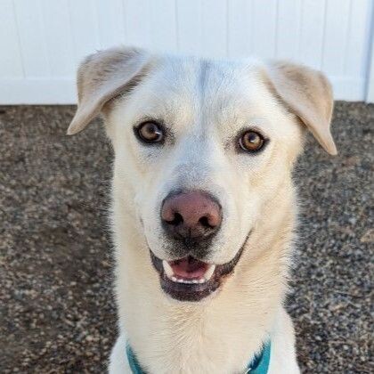 Glacier, an adoptable Great Pyrenees, Labrador Retriever in Yankton, SD, 57078 | Photo Image 3