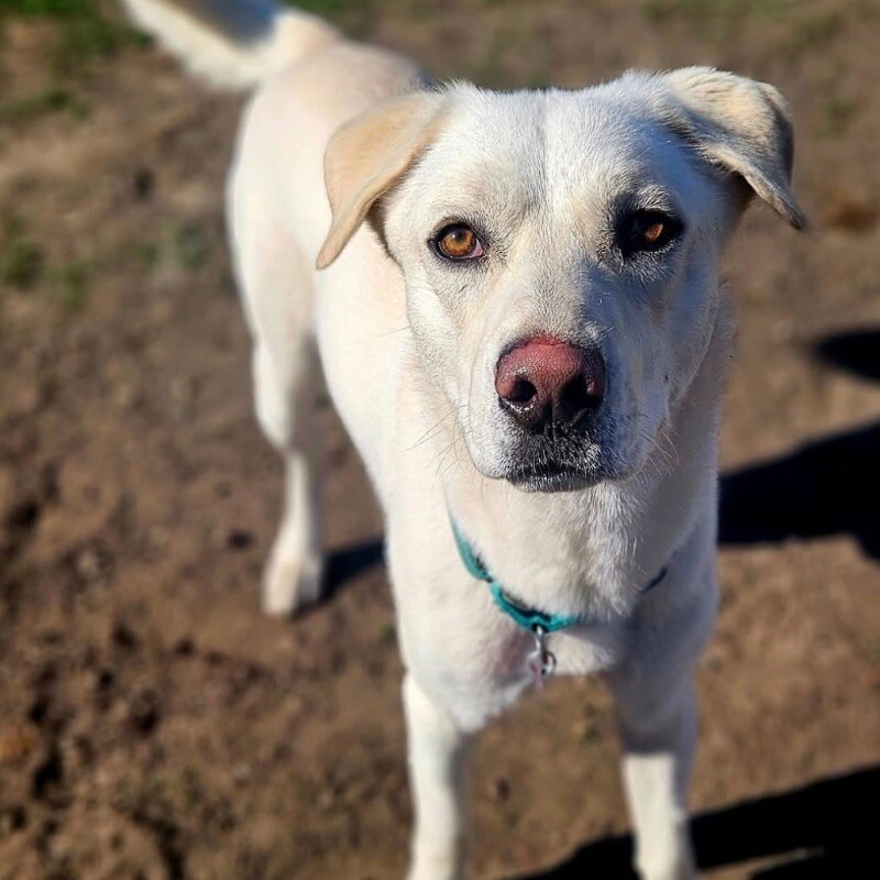Glacier, an adoptable Great Pyrenees, Labrador Retriever in Yankton, SD, 57078 | Photo Image 4