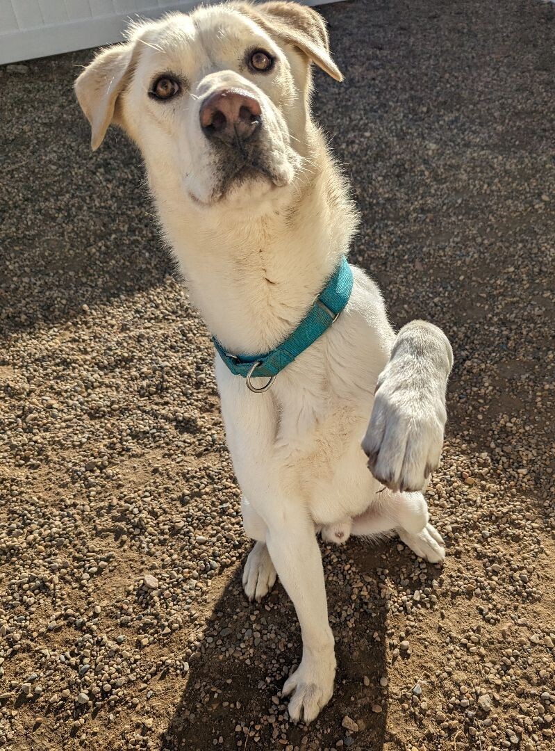 Glacier, an adoptable Great Pyrenees, Labrador Retriever in Yankton, SD, 57078 | Photo Image 6