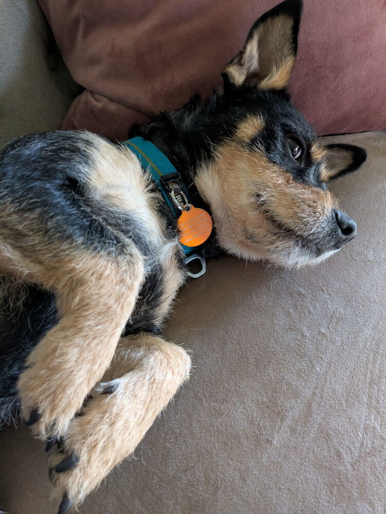 Gordon