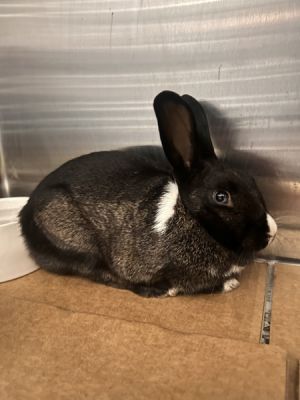 Bunita