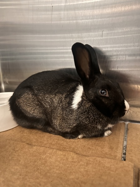 Bunita 1