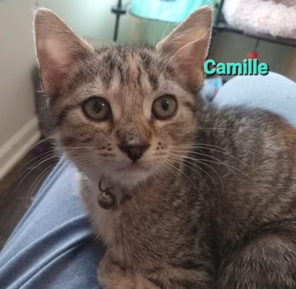 Camille