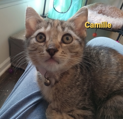 Camille