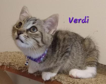 Verdi