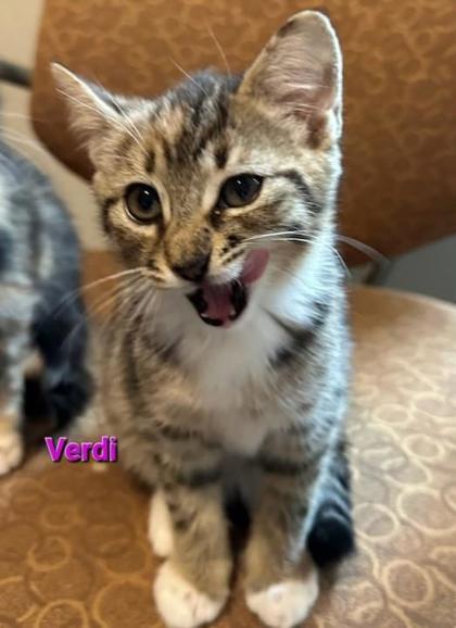 Verdi
