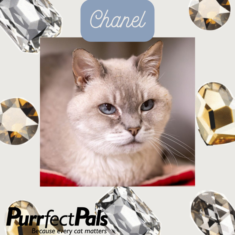 Chanel, an adoptable Domestic Short Hair in Arlington, WA, 98223 | Photo Image 1