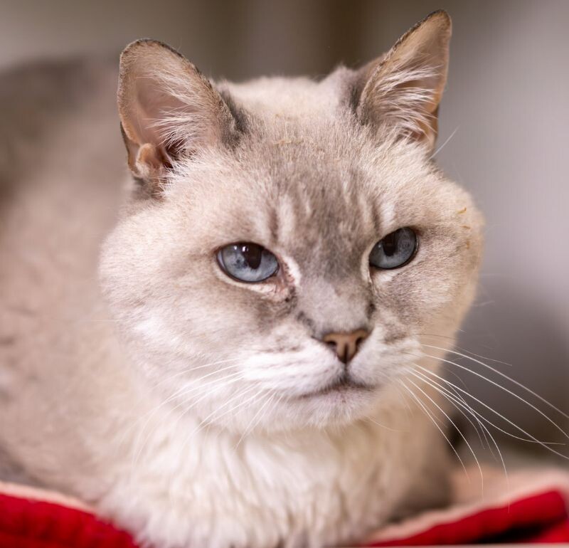 Chanel, an adoptable Domestic Short Hair in Arlington, WA, 98223 | Photo Image 2
