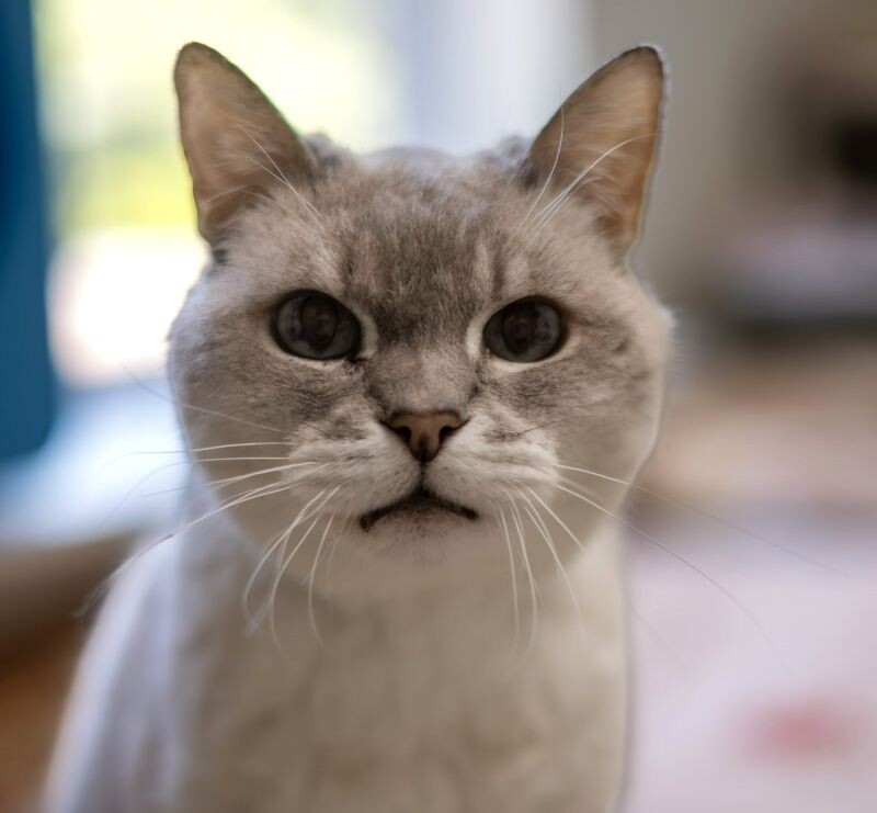 Chanel, an adoptable Domestic Short Hair in Arlington, WA, 98223 | Photo Image 3