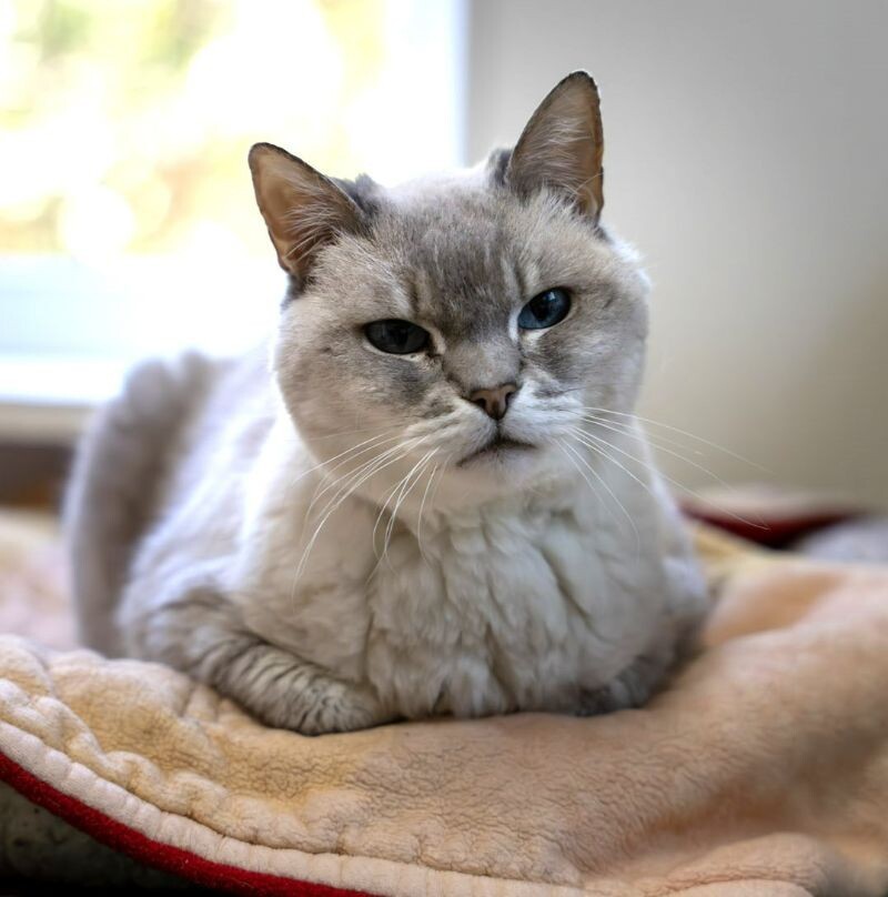 Chanel, an adoptable Domestic Short Hair in Arlington, WA, 98223 | Photo Image 4