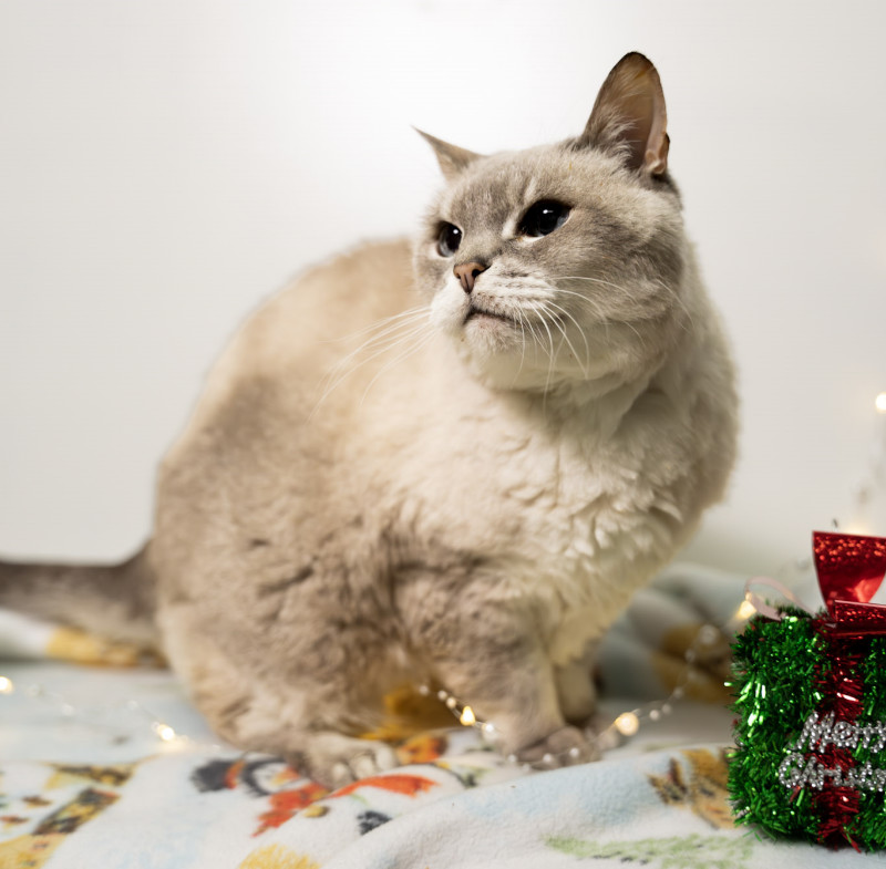 Chanel, an adoptable Domestic Short Hair in Arlington, WA, 98223 | Photo Image 5