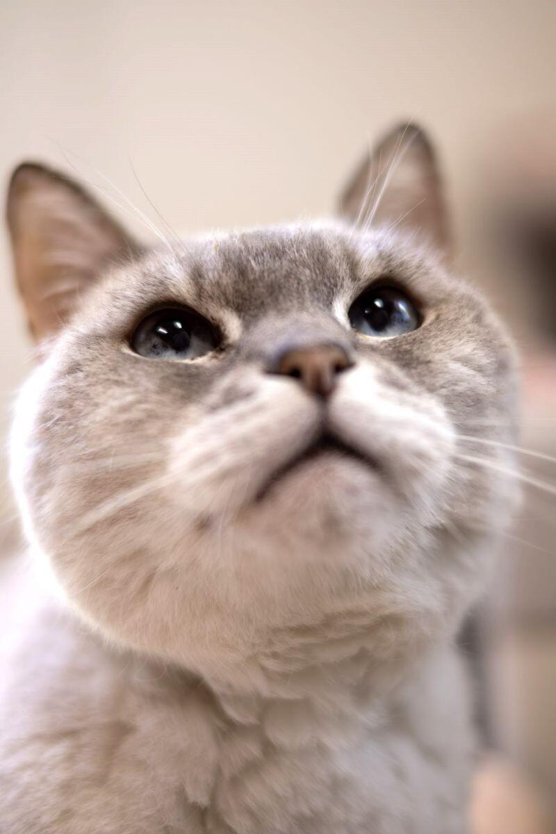 Chanel, an adoptable Domestic Short Hair in Arlington, WA, 98223 | Photo Image 6