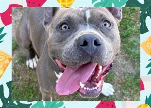Im a sweet goofy and athletic girl who loves a good brisk stroll followed by some serious relaxati