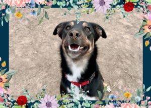 Im a sweet happy go-getter with a big heart and an even bigger wiggle butt I absolutely love playi