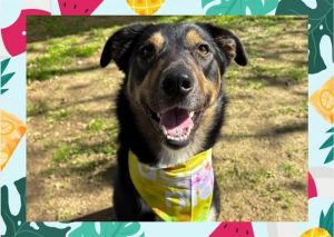 Im a sweet happy go-getter with a big heart and an even bigger wiggle butt I a