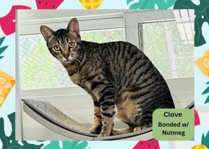 I am BONDED with NUTMEG we will need to go home together