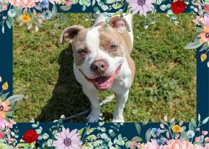 Im a playful goofy pitty with a ton of energyso if youre looking for a fun-loving toy-obsessed bud