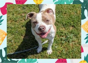 Im a playful goofy pitty with a ton of energyso if youre looking for a fun-loving toy-obsessed bud