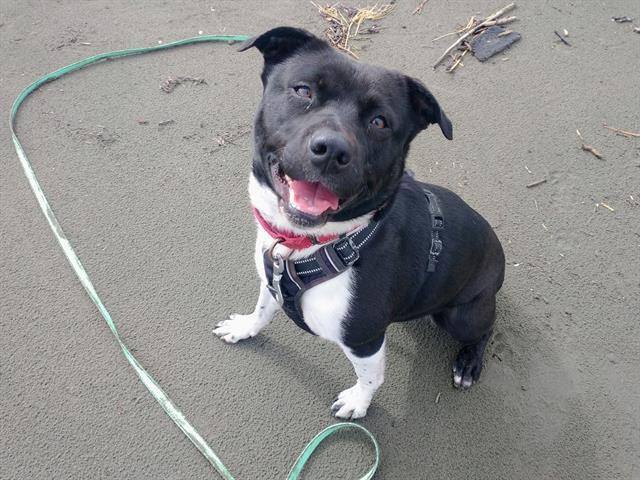 JOANNA, an adoptable Pit Bull Terrier in McKinleyville, CA, 95519 | Photo Image 1