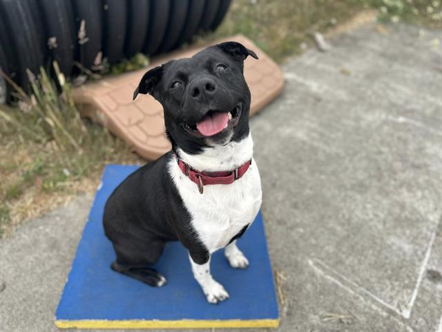 JOANNA, an adoptable Pit Bull Terrier in McKinleyville, CA, 95519 | Photo Image 1