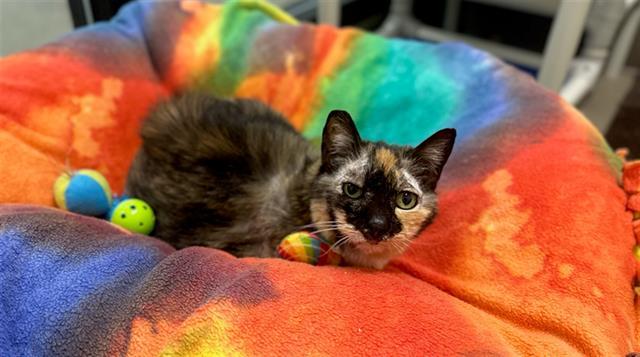 FRIDA, an adoptable Domestic Short Hair in McKinleyville, CA, 95519 | Photo Image 1