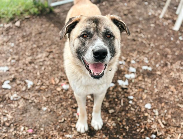 CINNABON, an adoptable Anatolian Shepherd, Mixed Breed in McKinleyville, CA, 95519 | Photo Image 1