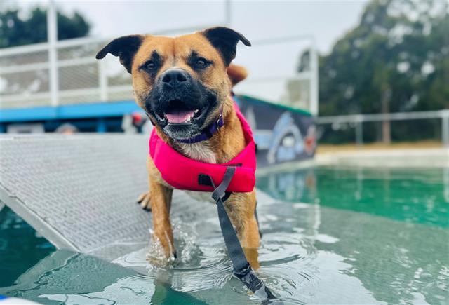 CHEESE, an adoptable Pit Bull Terrier, Mixed Breed in McKinleyville, CA, 95519 | Photo Image 1