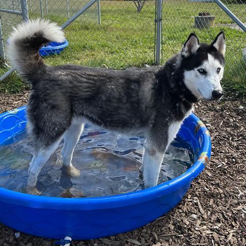 RAY RAY, an adoptable Siberian Husky, Mixed Breed in McKinleyville, CA, 95519 | Photo Image 1