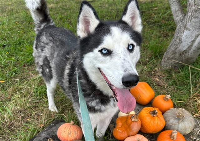 RAY RAY, an adoptable Siberian Husky, Mixed Breed in McKinleyville, CA, 95519 | Photo Image 1