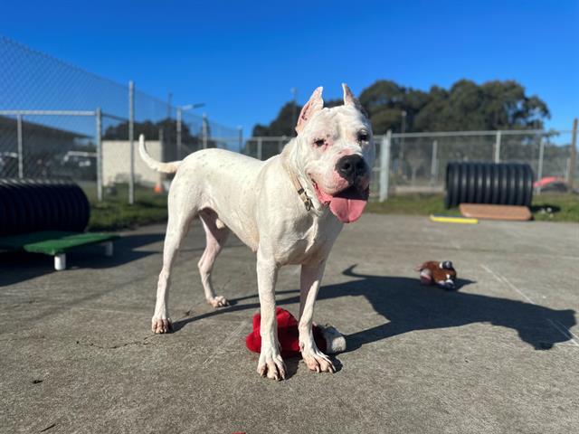 SETH, an adoptable Dogo Argentino in McKinleyville, CA, 95519 | Photo Image 1