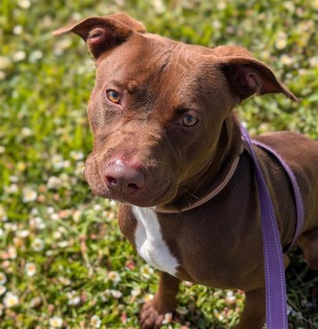 BOBBY, an adoptable Labrador Retriever, Pit Bull Terrier in McKinleyville, CA, 95519 | Photo Image 1