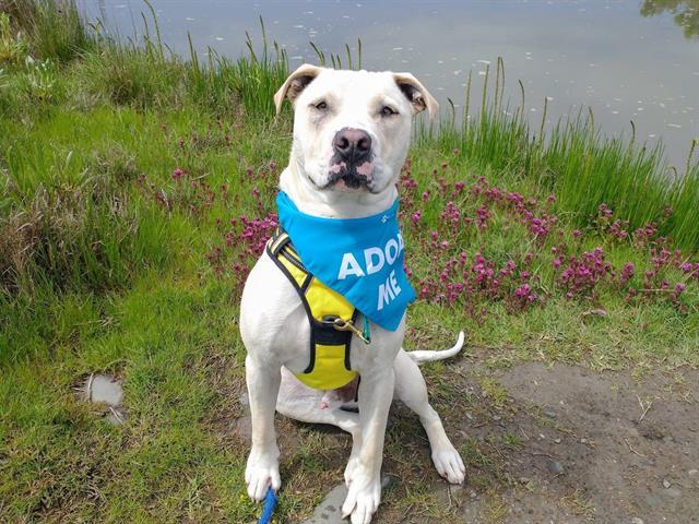 JASPER, an adoptable Pit Bull Terrier in McKinleyville, CA, 95519 | Photo Image 1