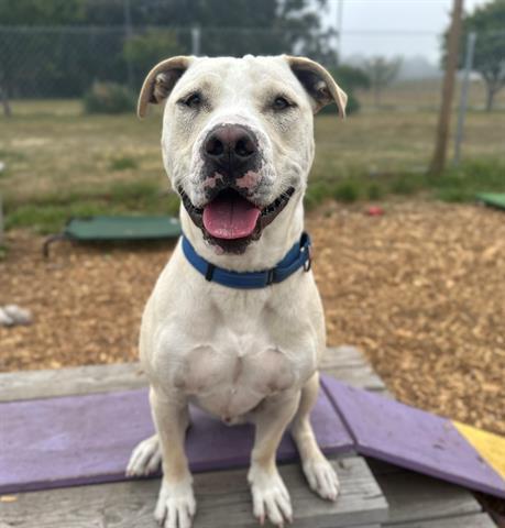 JASPER, an adoptable Pit Bull Terrier in McKinleyville, CA, 95519 | Photo Image 1