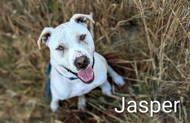 JASPER, an adoptable Pit Bull Terrier in McKinleyville, CA, 95519 | Photo Image 1