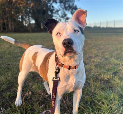 DAISY, an adoptable Pit Bull Terrier, Mixed Breed in McKinleyville, CA, 95519 | Photo Image 1