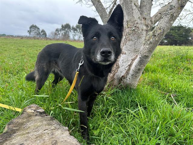 RITA, an adoptable Border Collie, Mixed Breed in McKinleyville, CA, 95519 | Photo Image 1
