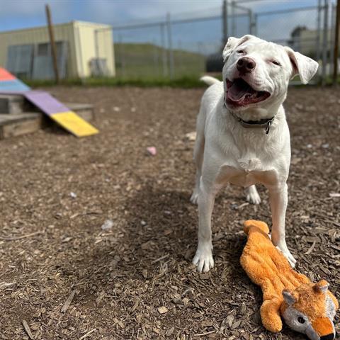 WINSTON, an adoptable Pit Bull Terrier, Mixed Breed in McKinleyville, CA, 95519 | Photo Image 1