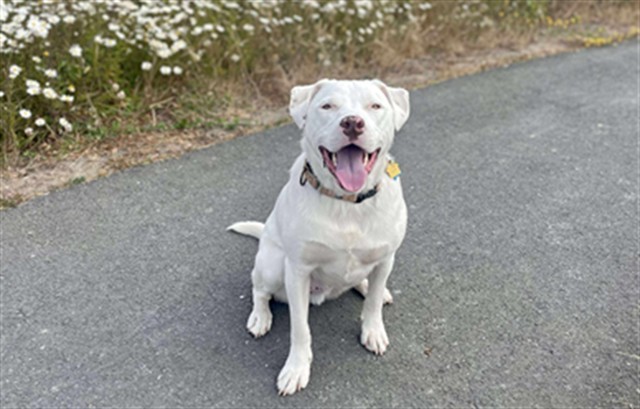 WINSTON, an adoptable Pit Bull Terrier, Mixed Breed in McKinleyville, CA, 95519 | Photo Image 1