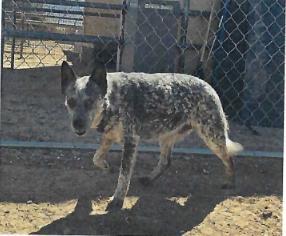Hiccup (A114886)