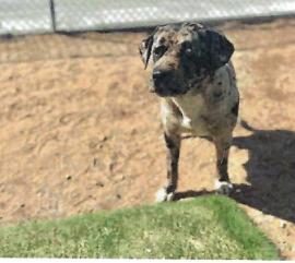 Katie (A115158)