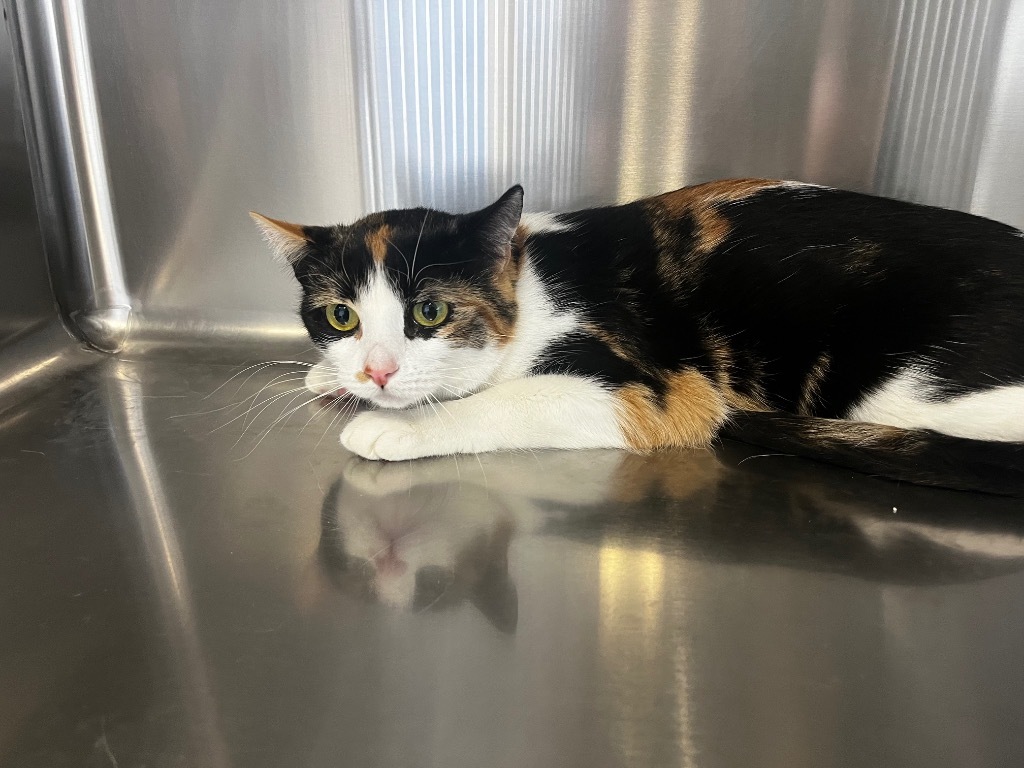 Lucy, an adoptable Calico in Twentynine Palms, CA, 92277 | Photo Image 1