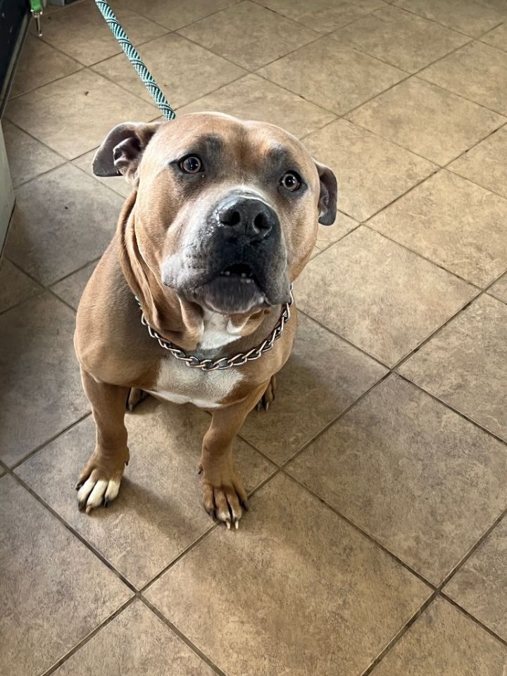 Roscoe 2