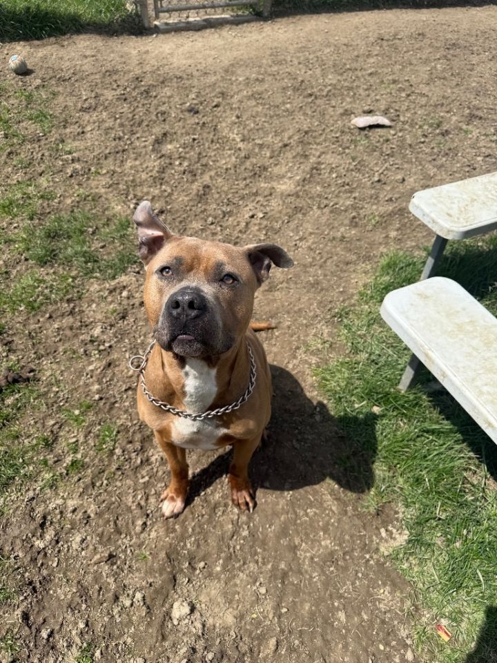 Roscoe 3